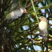 Black-whiskered Vireo